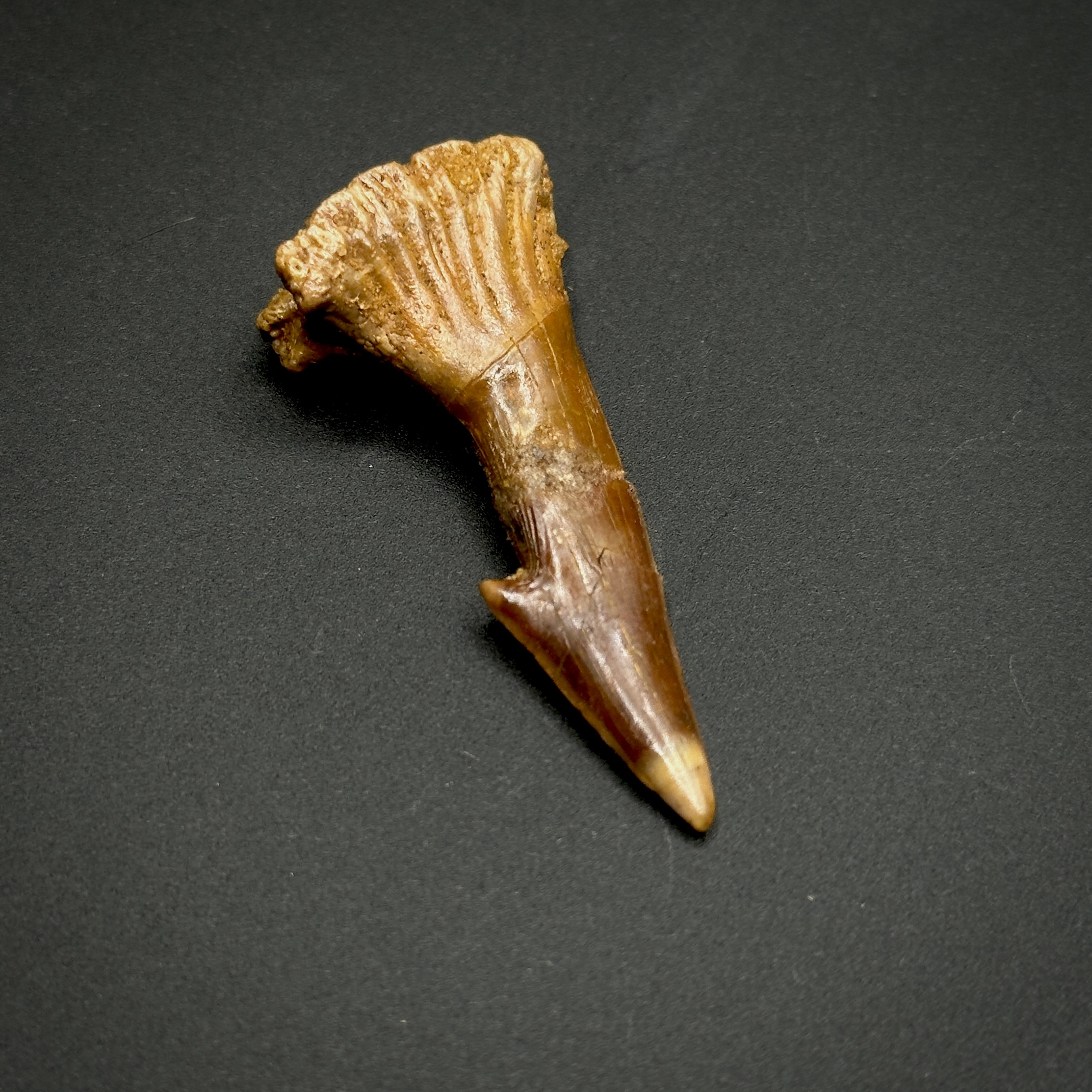 Onchopristis Rostral Barb